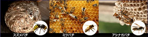 三田市の蜂の駆除業者