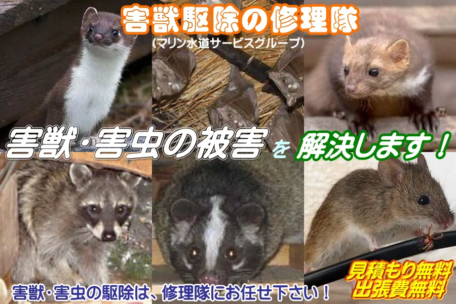 東京都の害獣・害虫の退治をする修理隊